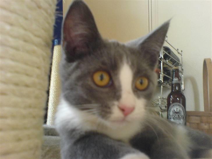 Blanding af racer Dixi - Jeg holder øje med alt :P billede 19