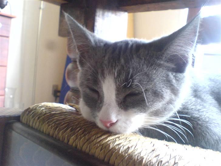 Blanding af racer Dixi - Så træt , sov godt :P  billede 20