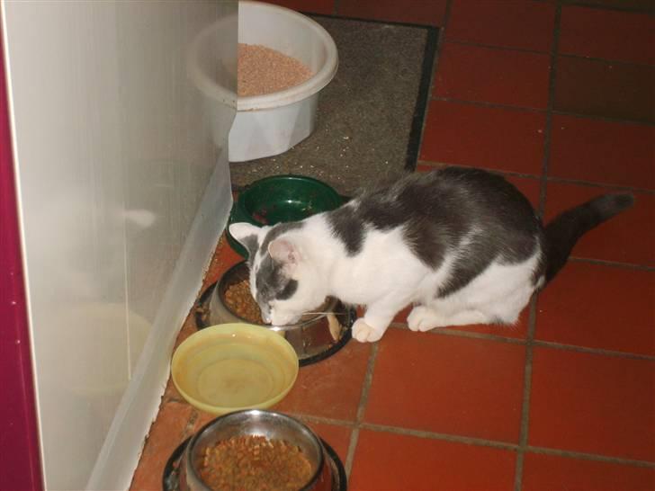 Blanding af racer Bamse  † R.I.P † - MAD! Jeg er sulten!!! <33 xD billede 8