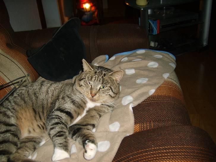 Blanding af racer Missemand *Ikke min mere* - <33 xD billede 5