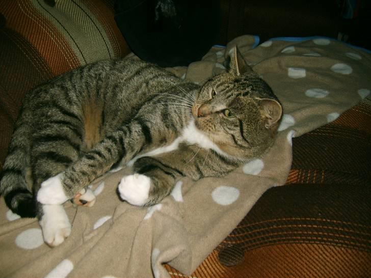 Blanding af racer Missemand *Ikke min mere* - <33 xD billede 6