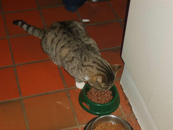 Blanding af racer Missemand *Ikke min mere* - MAD! Jeg er sulten! <33 xD billede 7