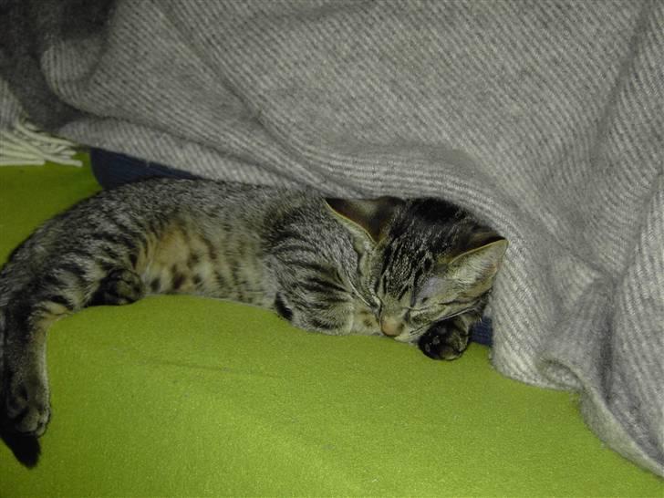 Huskat Fonzie - Hej! :-) Jeg hedder Fonzie og jeg elsker at slappe af ;-) billede 1