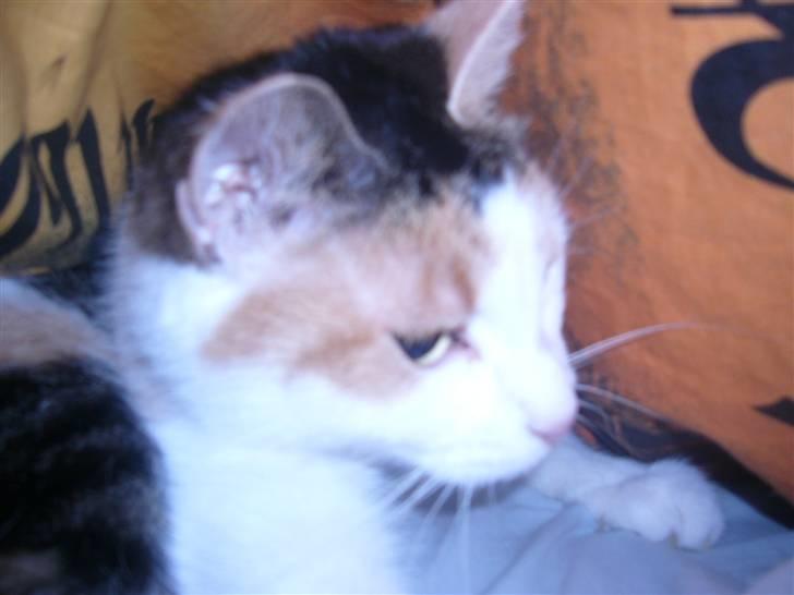 Huskat perle. - så ligger vi rigtig og snakker. billede 2