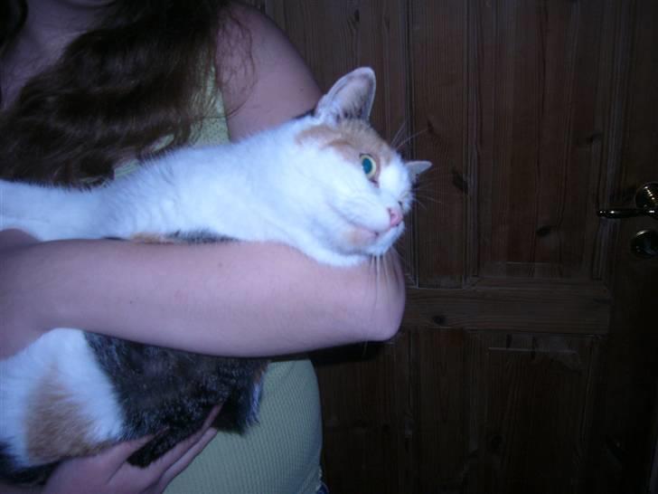 Huskat perle. - hun fik lige øje på vores hunde. billede 3