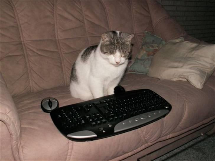 Huskat Tom - Kan lige hvile øjnene imens den starter op... billede 11