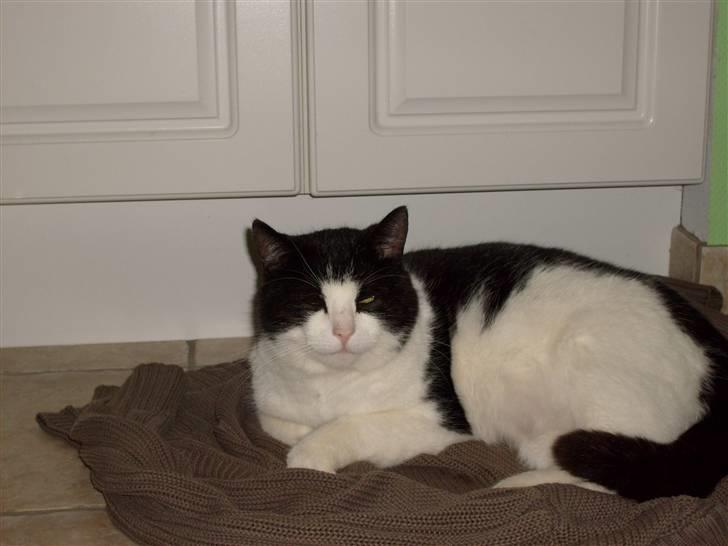 Huskat Basé *aflivet* - Man ligger faktisk godt her:P billede 5