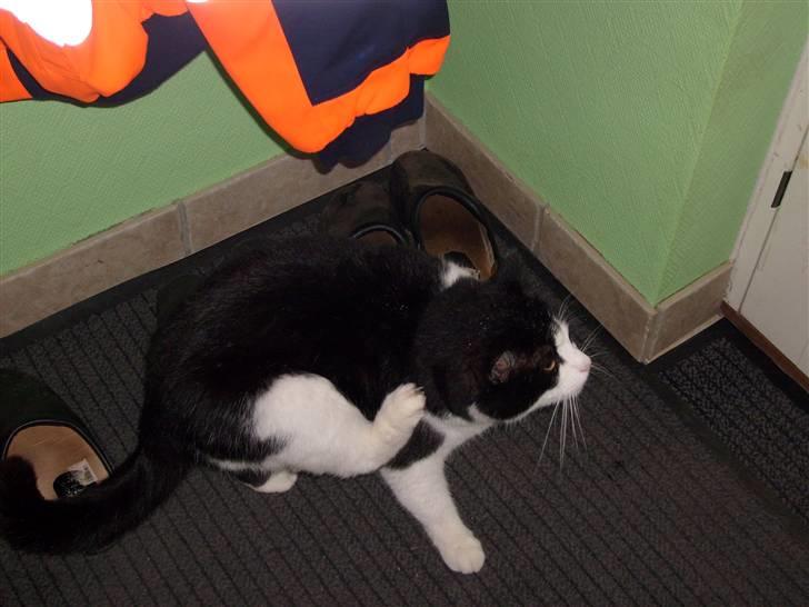 Huskat Basé *aflivet* - Gider du godt hjælpe? den klør faktisk. hjælp mig i stedet for og stå med det kamera.:P billede 6