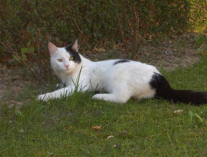 Huskat Uffe - R.I.P - Jeg er i haven og helt klar til spillopper...:-) billede 1