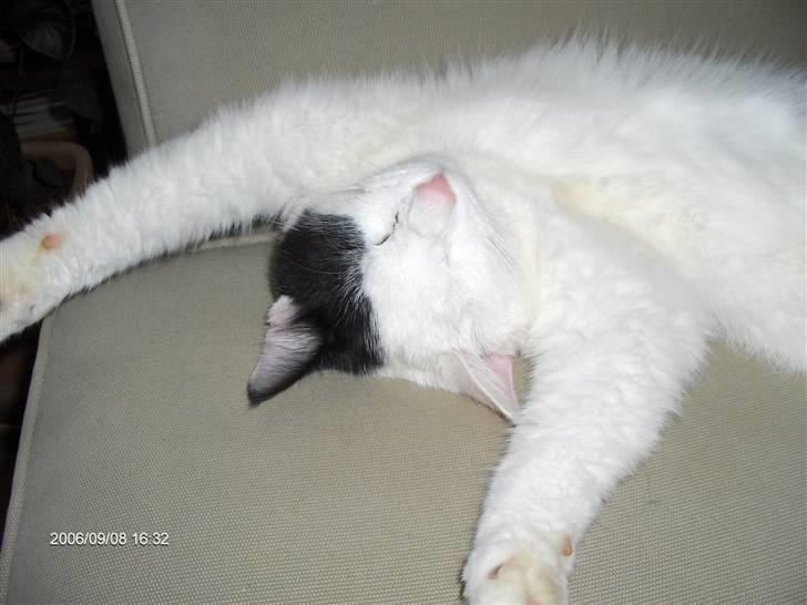 Huskat Uffe - R.I.P - Jeg tager lige en morfar i vores sofa..... Zzzzz..... billede 2