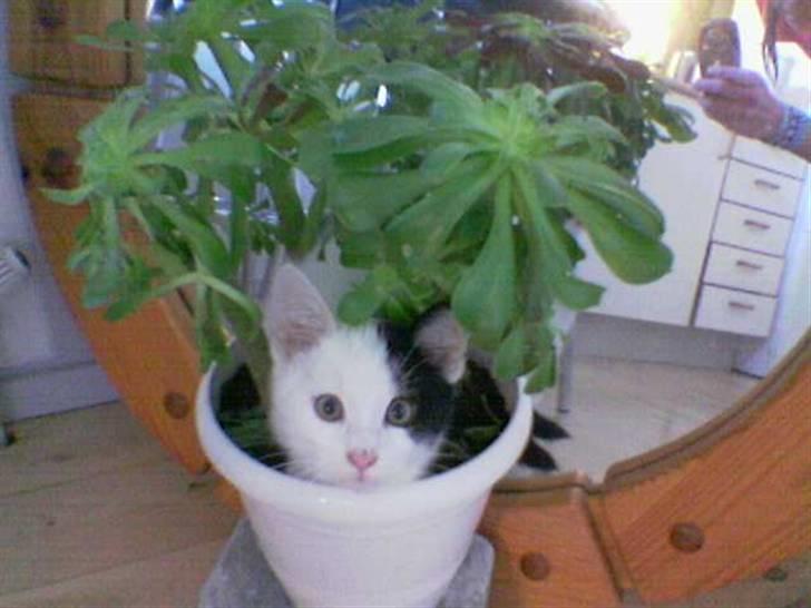 Huskat Uffe - R.I.P - Kuk kuk!! Det er bare det sjoveste billed....:-) billede 3