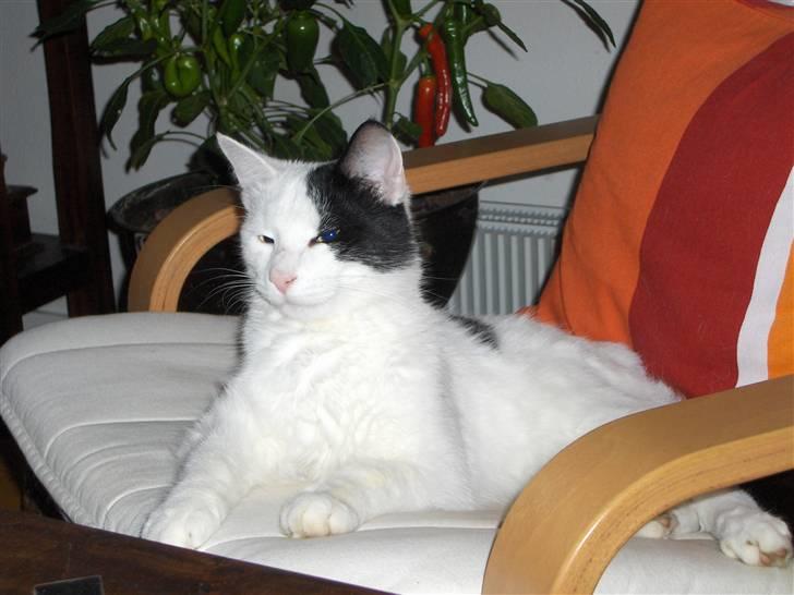 Huskat Uffe - R.I.P - Jeg er vist lidt konge-agtig her og meget smuk syntes jeg :-)  billede 4