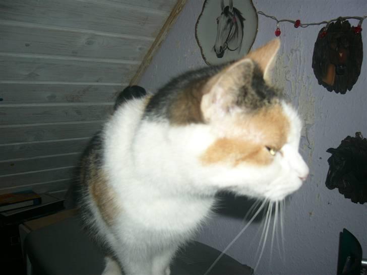 Huskat perle. - min storebror kaldte lige på hende.  billede 4