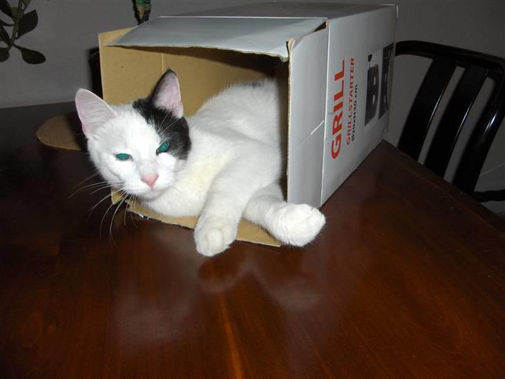 Huskat Uffe - R.I.P - Jeg elsker små rum.... billede 5