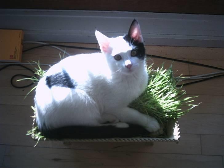 Huskat Uffe - R.I.P - Vi boede i lejlighed engang og mor havde sået noget kattegræs til os, så det ville jeg ligge i, for så følte jeg mig lidt som en udekat...:-) billede 6