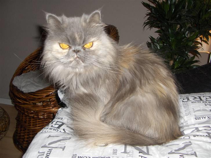 Perser Clara - R.I.P billede 1