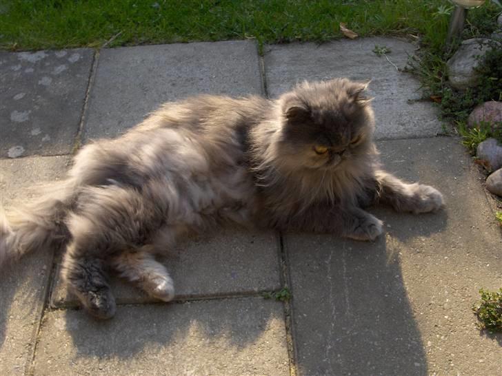 Perser Clara - R.I.P - Nyder solen og den friske luft.... Mums... billede 2