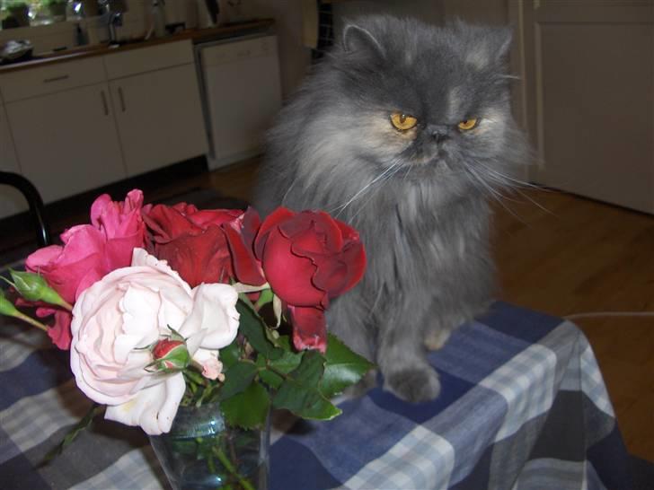 Perser Clara - R.I.P - Mor leger fotograf eller noget.... billede 3