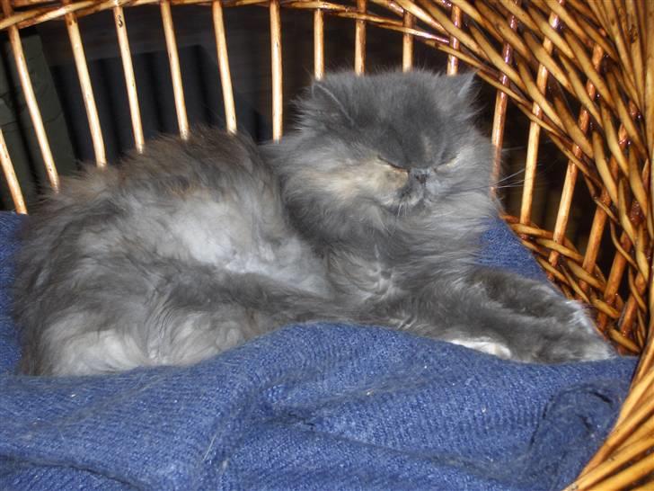 Perser Clara - R.I.P - Hygger mig rigtig meget... billede 4
