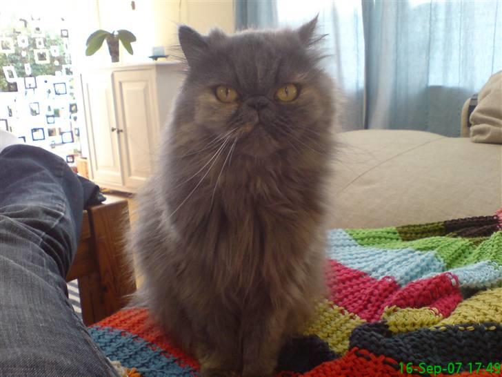 Perser Clara - R.I.P - Ihhh... Det kamera igen... billede 5