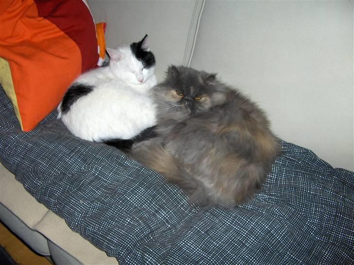 Perser Clara - R.I.P - Mig og Uffe hygger i sofaen på mors dyne.... billede 6