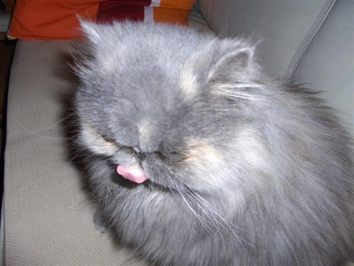 Perser Clara - R.I.P - Slikker mig lige lidt om munden.... billede 7