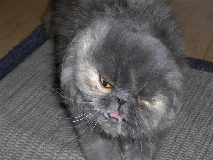 Perser Clara - R.I.P - Jeg strakte mig og gabte samtidig og mor tog et billed som så kom sådan ud...:-) billede 8