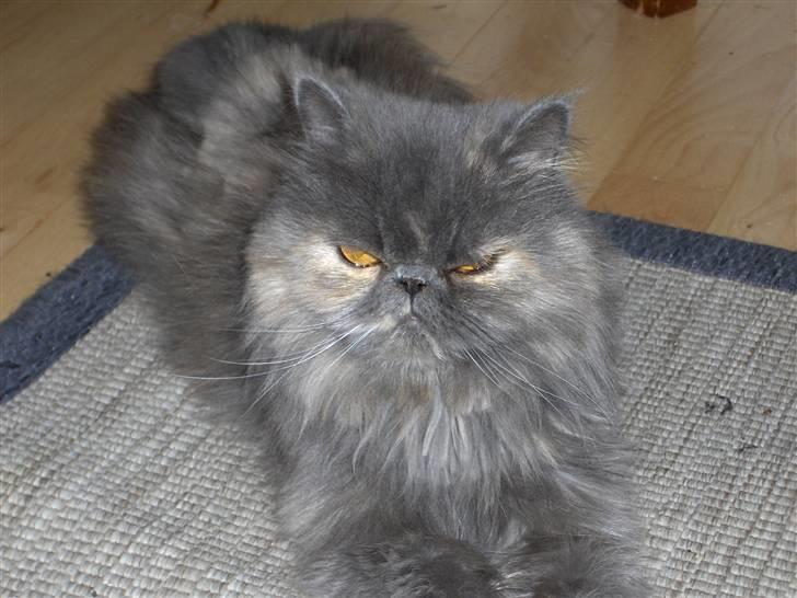 Perser Clara - R.I.P - Her er jeg også temmelig lækker, hvis jeg selv skal sige det....:-)  billede 9