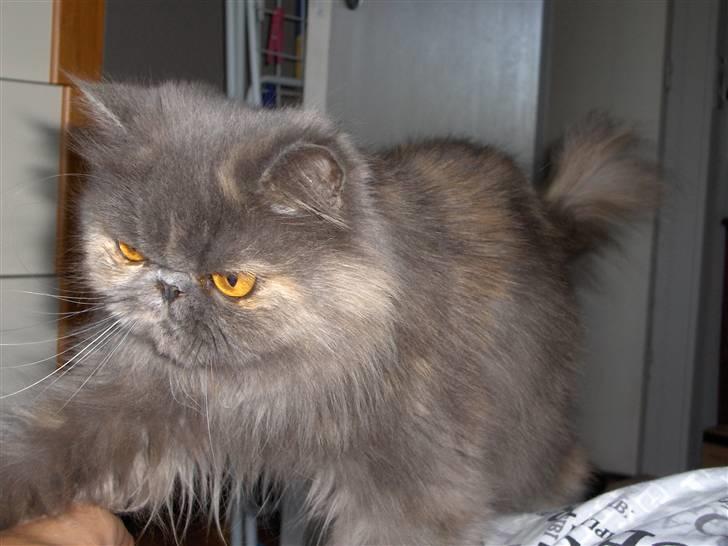 Perser Clara - R.I.P - Sådan går jeg på dyner fordi de buler meget.....:-) billede 10