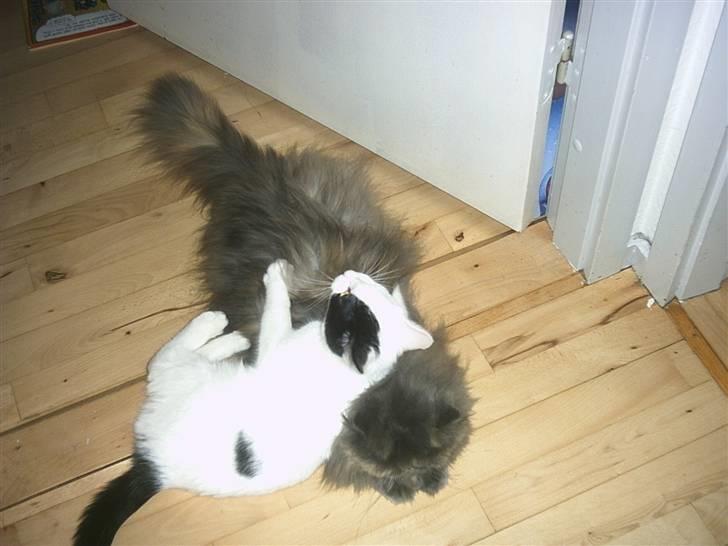 Perser Clara - R.I.P - Her er jeg ved at komme i løbetid, og Uffe blev pludselig MEGET forelsket i mig.... Det var sjovt... billede 11