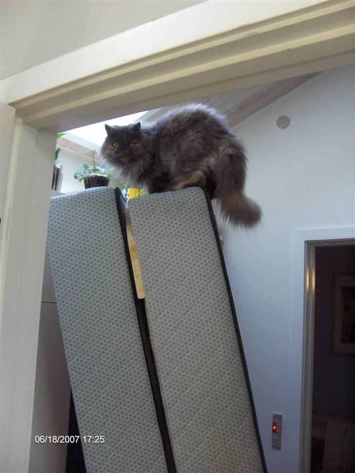 Perser Clara - R.I.P - Lige oppe på mors seng og kigge lidt. Hun fik nemlig malet soveværelset... billede 12