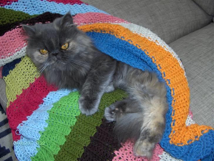 Perser Clara - R.I.P - Hvad har du lavet mor???  billede 13