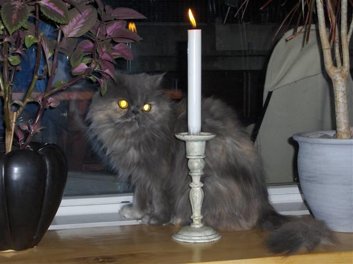 Perser Clara - R.I.P - Jeg observerer bare lidt tror jeg...:-) billede 14