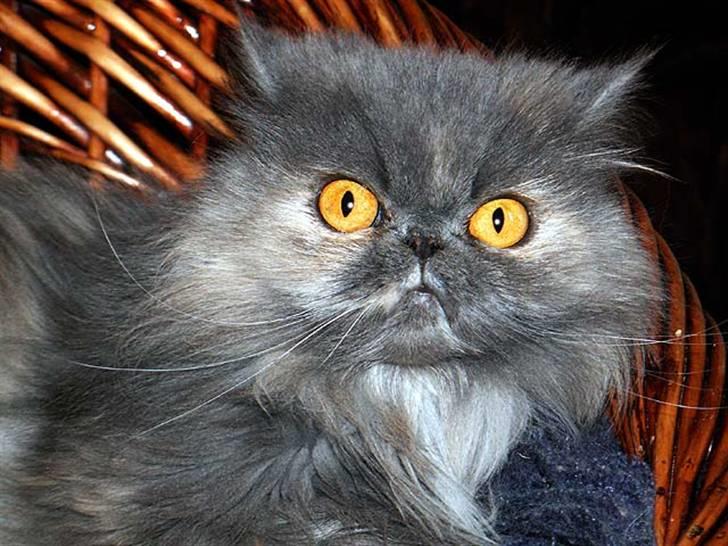 Perser Clara - R.I.P - Hold da op et lys jeg fik i øjnene fra den blitz!!!! billede 15