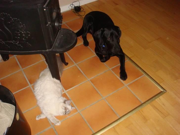 Hellig Birma Andante - Hygge ved brændeovnen billede 16