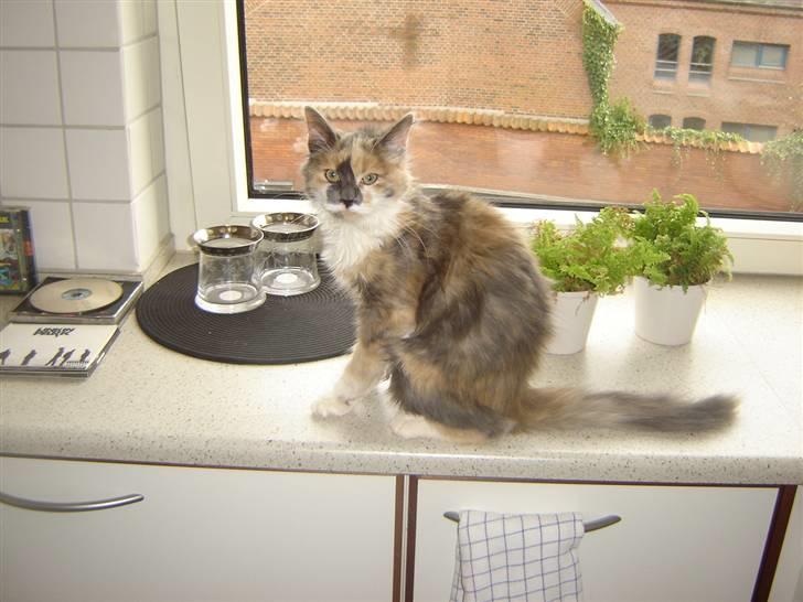 Norsk Skovkat Wicky (Djævlekatten) billede 1