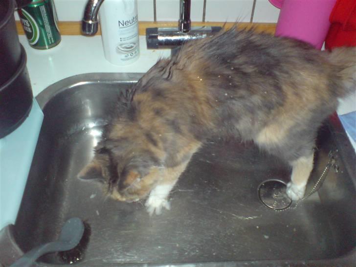 Norsk Skovkat Wicky (Djævlekatten) billede 2