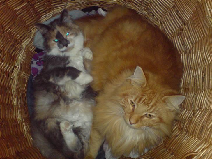 Norsk Skovkat Wicky (Djævlekatten) billede 3