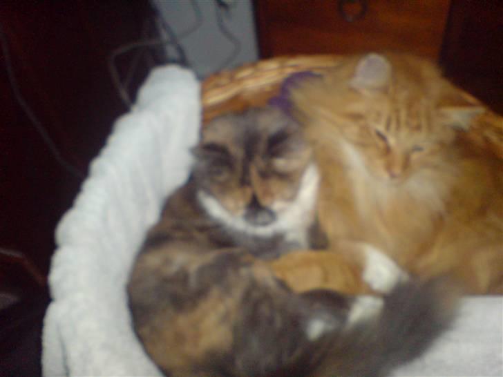 Norsk Skovkat Wicky (Djævlekatten) billede 4