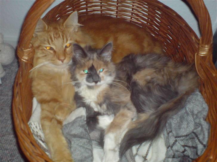 Norsk Skovkat Wicky (Djævlekatten) billede 5