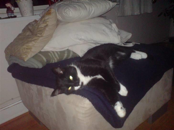 Huskat R.I.P Mille billede 9