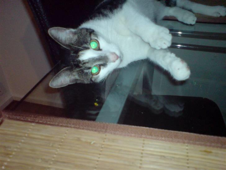 Huskat R.I.P Mille billede 10