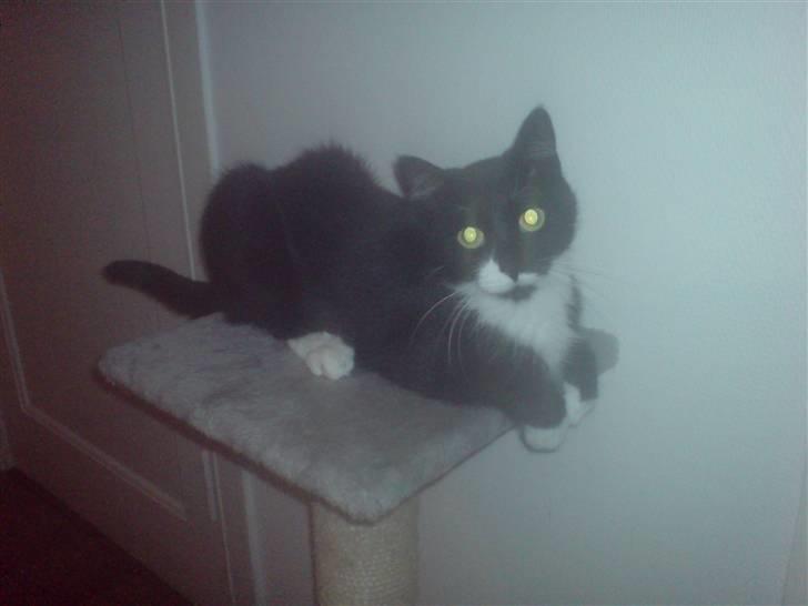 Huskat R.I.P Mille billede 11