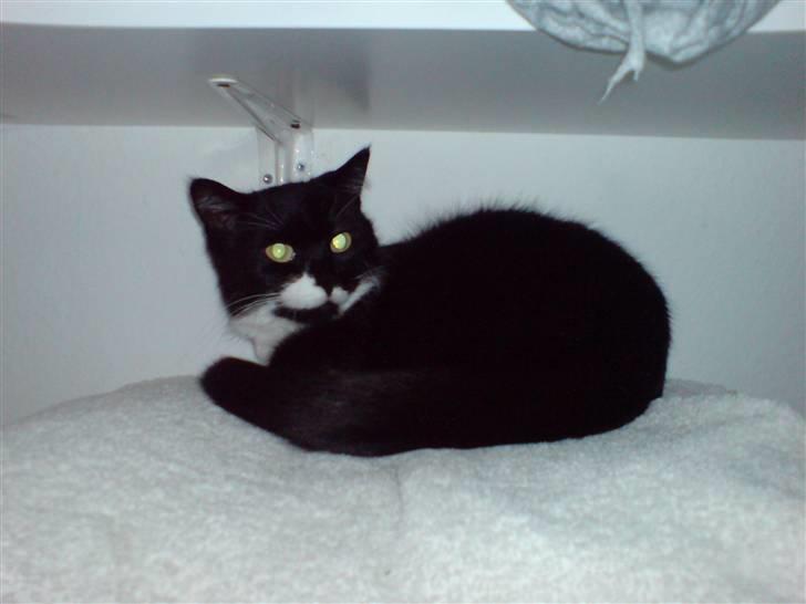 Huskat R.I.P Mille billede 12