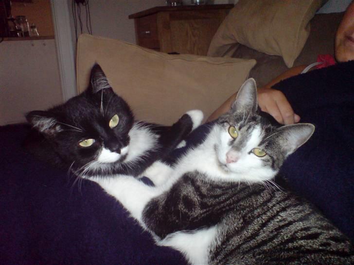 Huskat R.I.P Mille billede 13