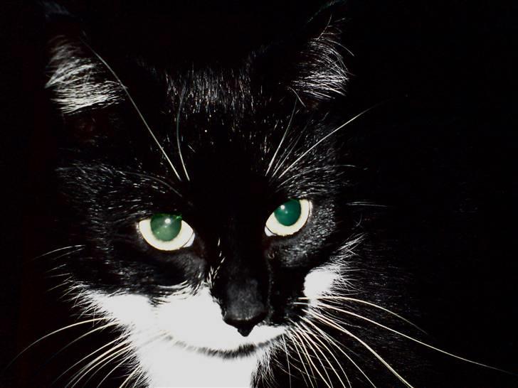 Huskat R.I.P Mille billede 14