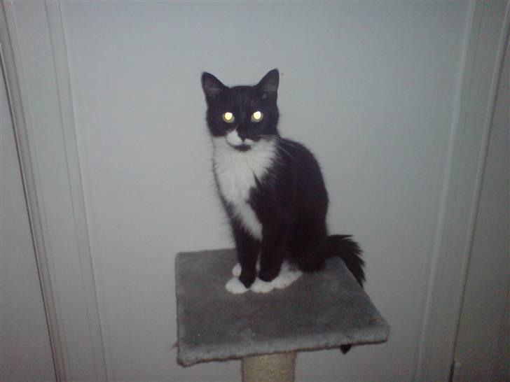 Huskat R.I.P Mille billede 15