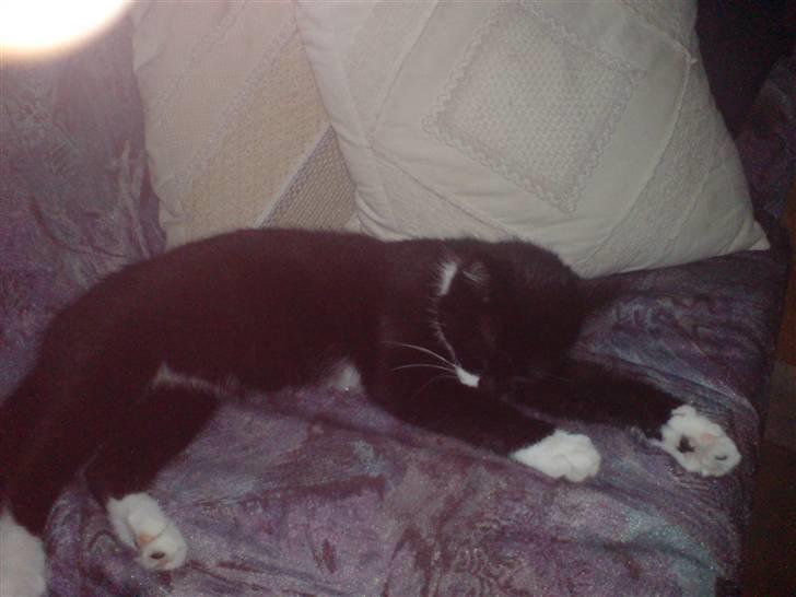 Huskat R.I.P Mille billede 16