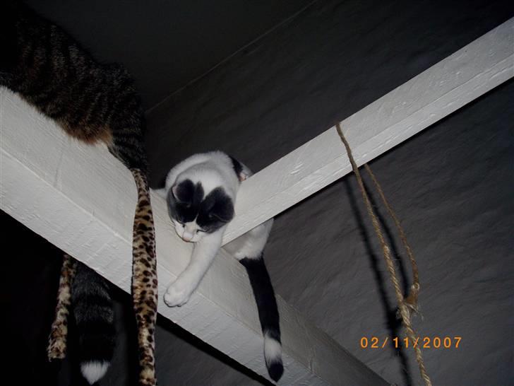 Huskat baby billede 11