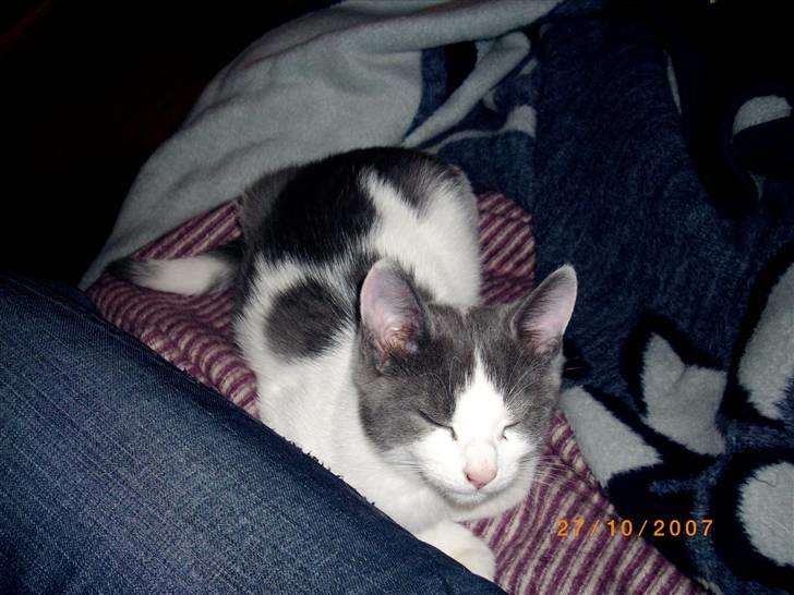 Huskat baby billede 12